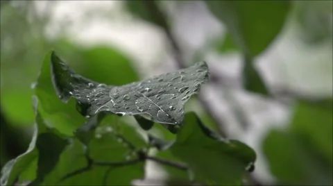 Raining on a Leaf in Super Slow Motion Video stock 54054359