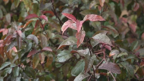 Raining on leaf tree Stock Footage 123826413