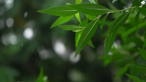 Raining on leaves Stockbeeldmateriaal 138990970