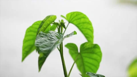 Raining Leaves Vidéo 229133188