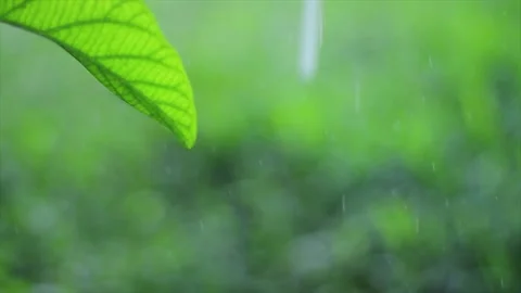 Raining Leaves Vidéo 229133197