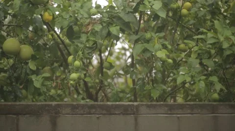 Raining on lemon trees Stock Footage 58926827