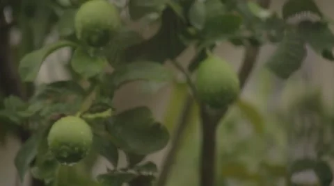 Raining on lemons close up Stock Footage 58928920
