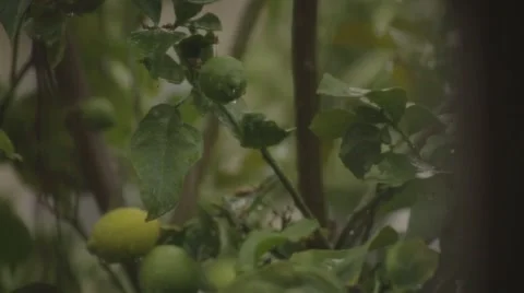 Raining on lemons close up tilt up Stock Footage 58926366