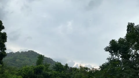 Raining Lightly Tree And Treetop On Light Blue Grey Sky With Insect Fly Stock Footage 273660456