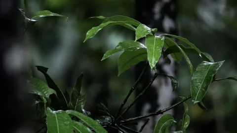 Raining on the mango leaves in a jungle Stock Footage 258596472
