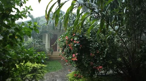 Raining, Mansoon Jungle Forest, Rainy Season, Heavy Rain, Tropical Storm, Cloudy Stock Footage 8847468