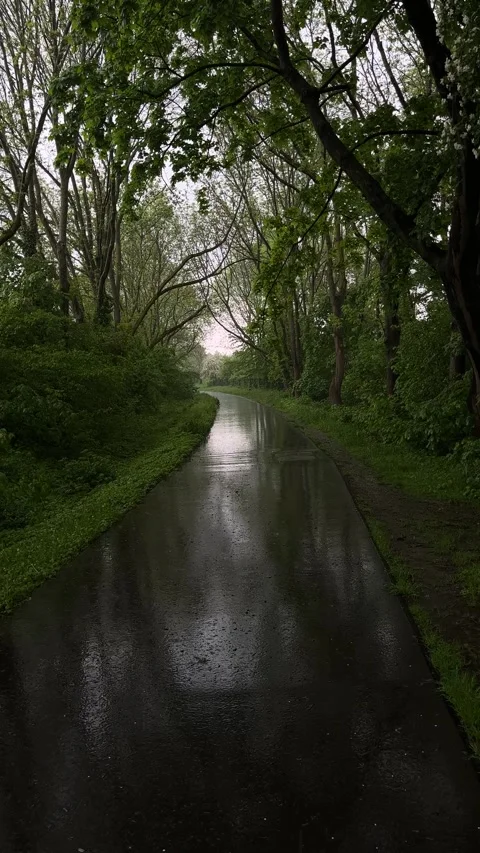Raining middle of forest through the road Stock Footage 242601723