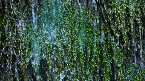 Raining in the mountains / Moss Closeup / 50 fps Stock Footage 52491923