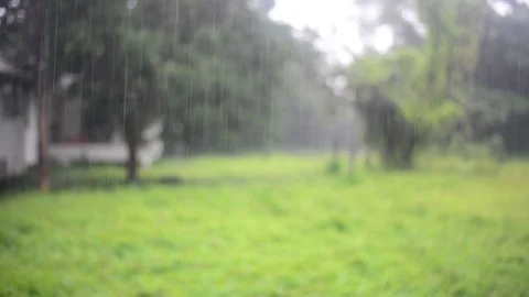 Raining on nature background. Stock Footage 78056571