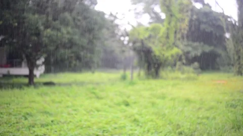 Raining on nature background. Stock Footage 78056574