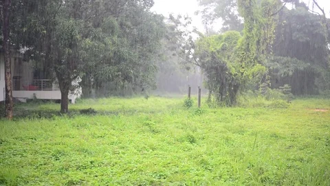 Raining on nature background. Stock Footage 78056575