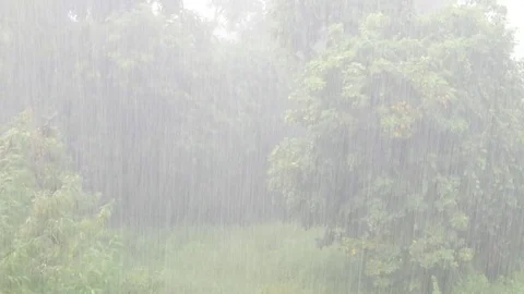 Raining on nature background. Stock Footage 79838667