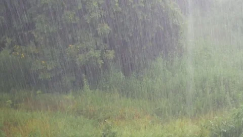Raining on nature background. Stock Footage 79838681
