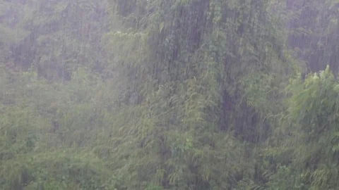 Raining on nature background. Stock Footage 79839713