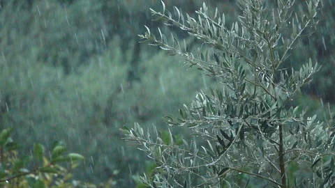 Raining on olive leaf tree Stock Footage 123835968