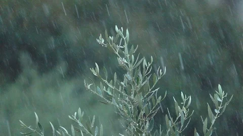 Raining on olive leaf tree Stock Footage 123836388