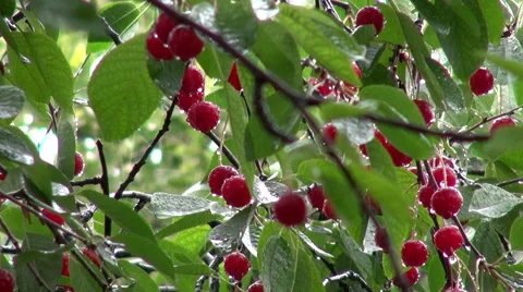 Raining, orchard, sour cherry tree, raindrops, delicious ripe fruits Stock Footage 53931127