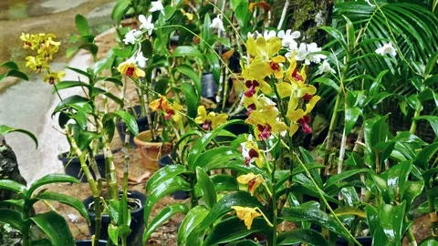 Raining in the orchids garden. 動画素材 78598892