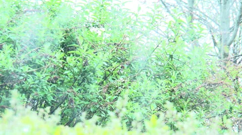 RAINING OUTSIDE Stock Footage 37528839