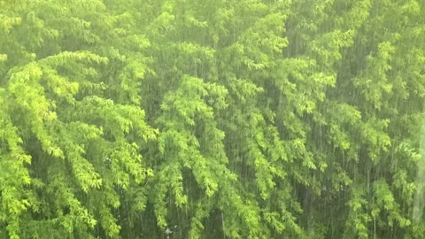Raining outside. Strong wind. Trees swaying. Stock Footage 155382514