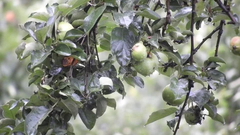 Raining over an apple tree, with apples on branches Stock Footage 92235608