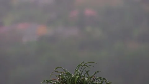 RAINING OVER THE FLOWER Stock Footage 94759671