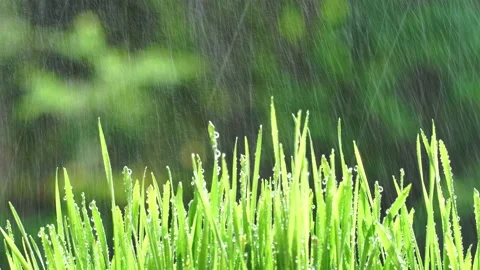 Raining over the grass with water drops Stock Footage 164771242