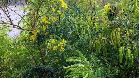 Raining over leaves in the daytime. Light rainfall over little trees. Vídeos de archivo 239982508