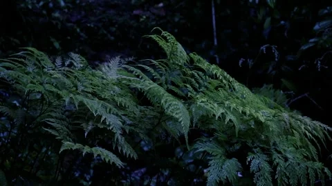 Raining over leaves in the daytime. Light rainfall over little trees. Stockbeeldmateriaal 244778435