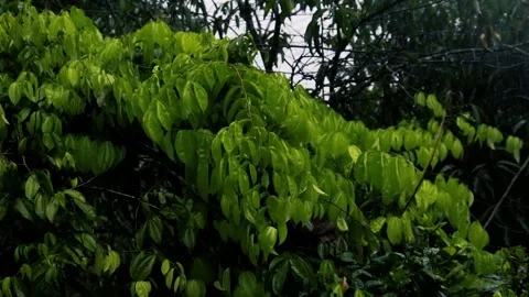 Raining over leaves in the rainy time. Light rainfall over little trees. Vídeos de archivo 242485590