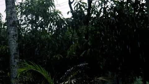 Raining over leaves in the rainy time. Light rainfall over little trees. Vídeos de archivo 242486830