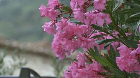 Raining over Pink Flowers Stock Footage 77353245