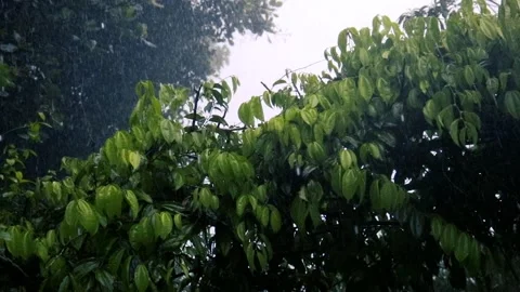 Raining over the tree. raining over leaves in the flower garden Stockbeeldmateriaal 242473291