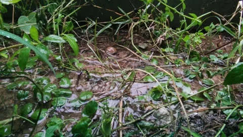 Raining on the overgrown grass. 動画素材 160464566