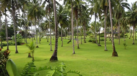 Raining in Palm Grove, Khao Lak, Thailand 스톡 동영상 34428853