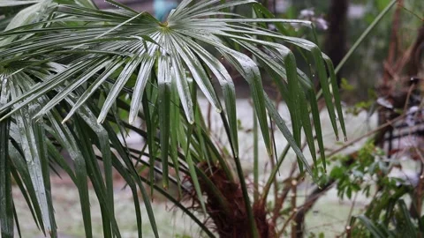 Raining on Palm Tree Leaves Stock Footage 147076058