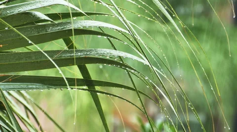 Raining on Palm Tree Leaves in the Tropics Close Up, 4K Stock Footage 59933149