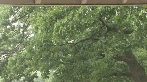 Raining in the park Stock Footage 11688835