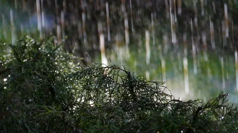 Raining in the park Stock Footage 51844764