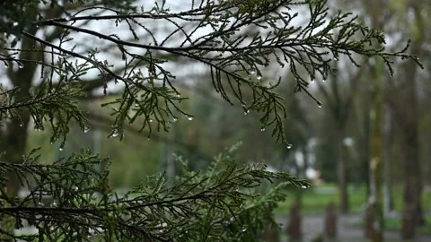 Raining in the park Stock Footage 190380472