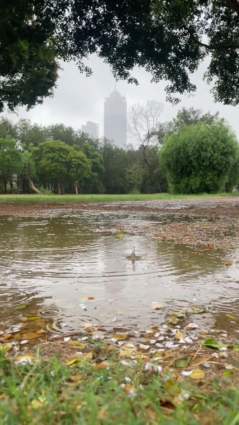 Raining in the park. Video stock 280641399