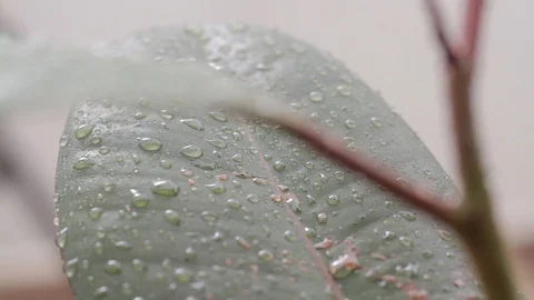 Raining on the Petals of a Rubber Flower  Stock Footage 100601882