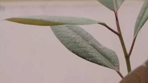 Raining on the Petals of a Rubber Flower Wide Plan Stock Footage 100603097