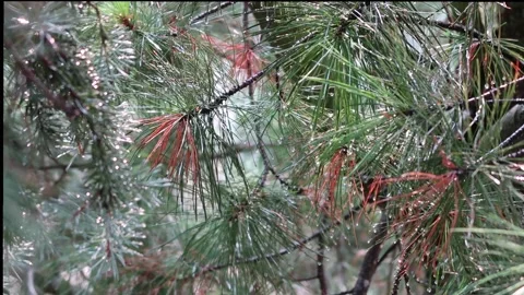 Raining. Pine branches with needles. Stock-Footage 199035260