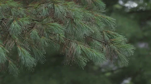 Raining on Pine Bristles HLG3 ProRes422 Stock Footage 133968059