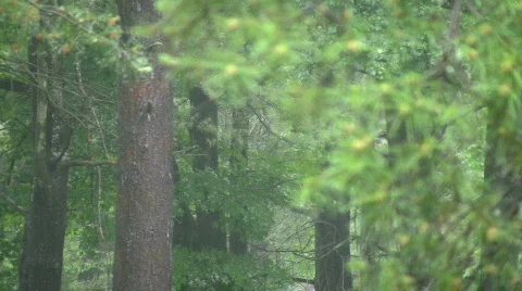 Raining on pine trees in upstate New York Stock Footage 458091