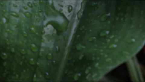 Raining plant Stock Footage 219493920