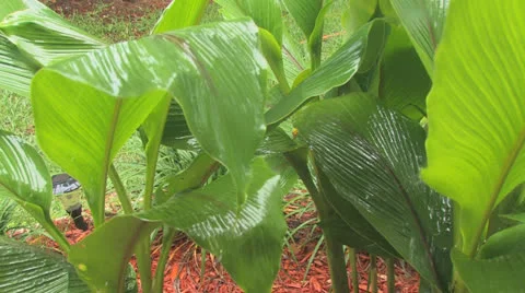 Raining on plants with sound Stock Footage 24685820