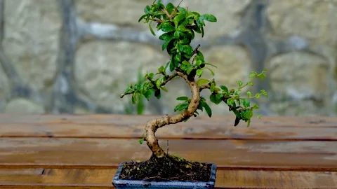 Raining on potted plant Vidéo 106009484